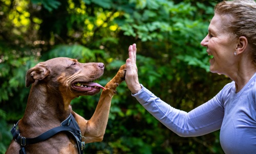 Dog Park Cover Image